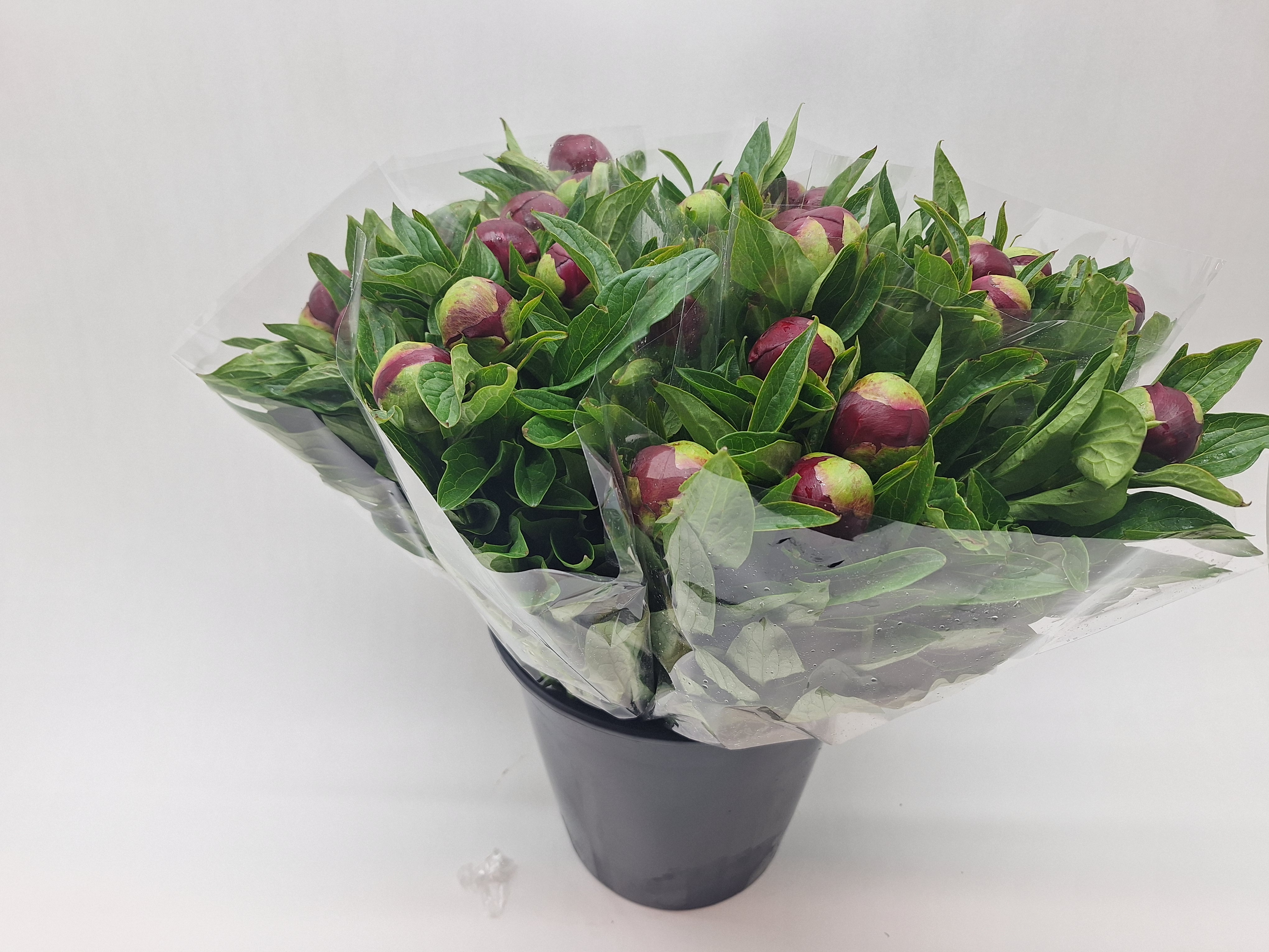 Mono Pioen Red Charm