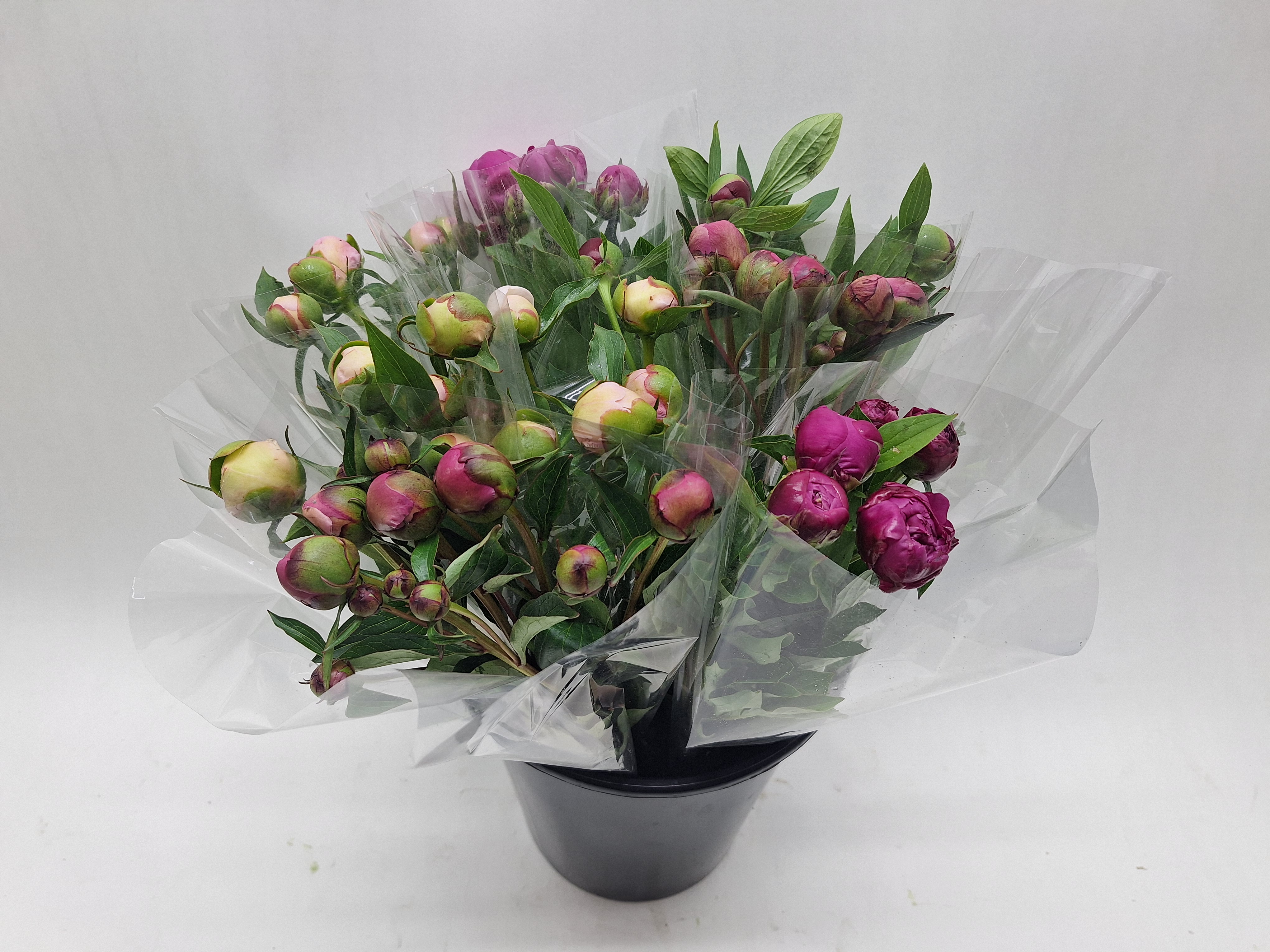 Mono Pioen Assorti X 5